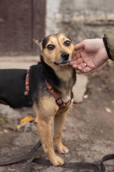 Ein Weihnachtswunder für Jess gesucht!