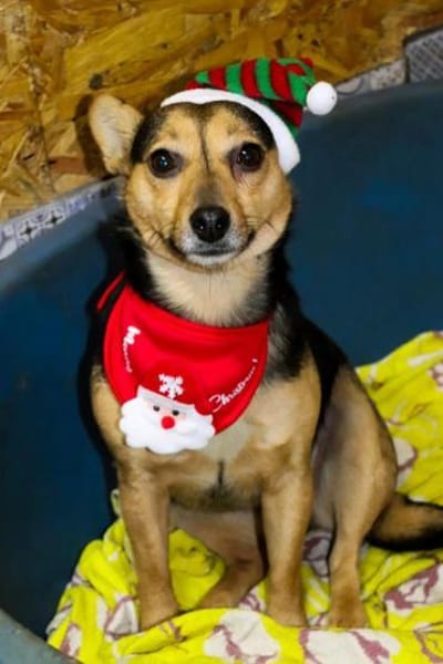 Ein Weihnachtswunder für Jess gesucht!