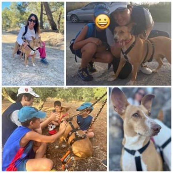 CHAROL, w., kastr., Mischling, ca. 47 cm