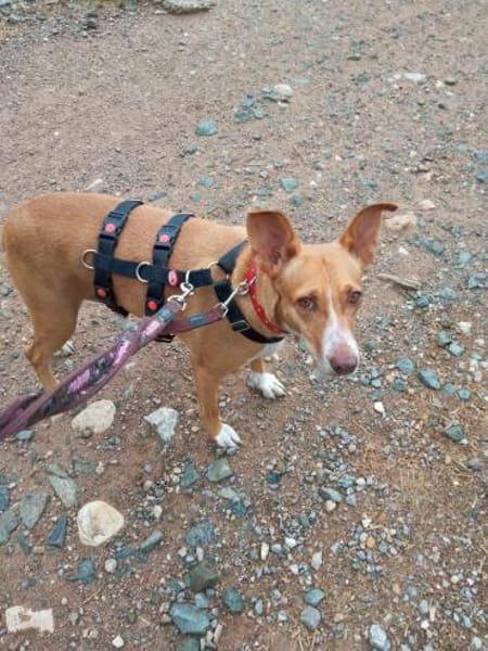 CHAROL, w., kastr., Mischling, ca. 47 cm