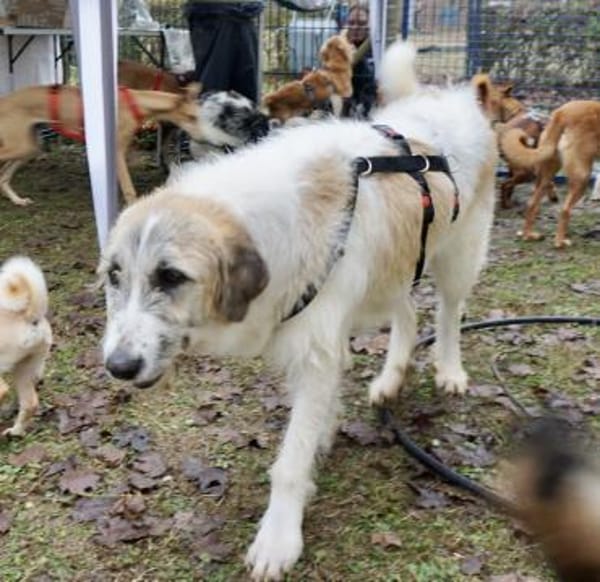 Gala, lernwillig, freundlich, offen