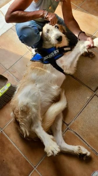 Gala, lernwillig, freundlich, offen