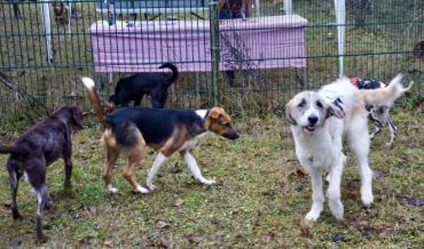 Gala, lernwillig, freundlich, offen