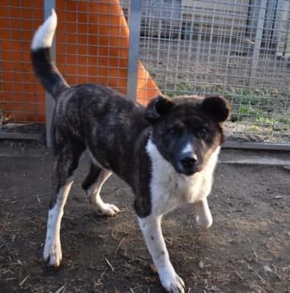 Árész - ängstliches Bärchen