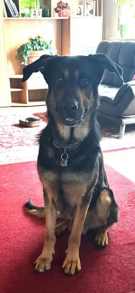 Rex verliert sein Zuhause