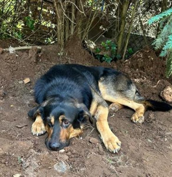 Rex verliert sein Zuhause