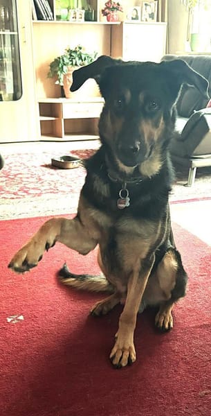 Rex verliert sein Zuhause