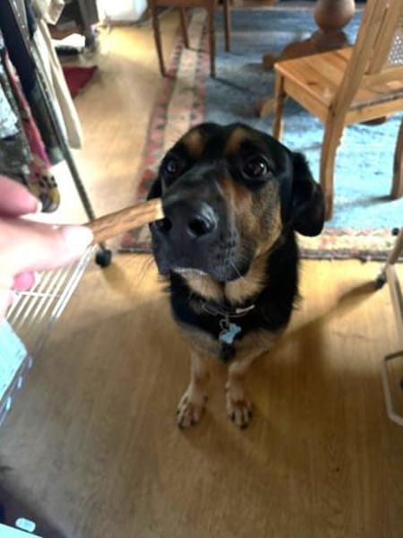 Rex verliert sein Zuhause