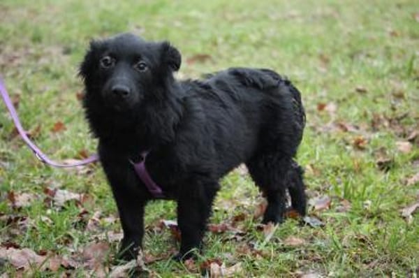 Leilanie unser Zuckerschnute...
