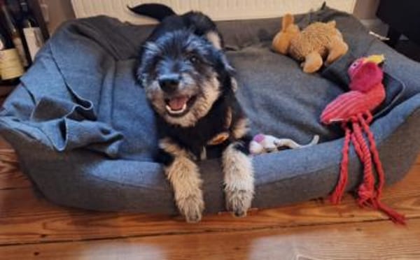 Strubel-Maus Meddy braucht Traum-Zuhause