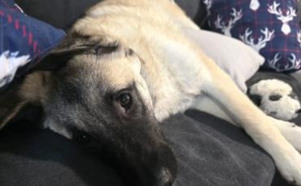 Amber sucht ihre Familie