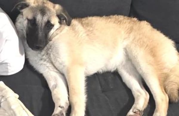 Amber sucht ihre Familie