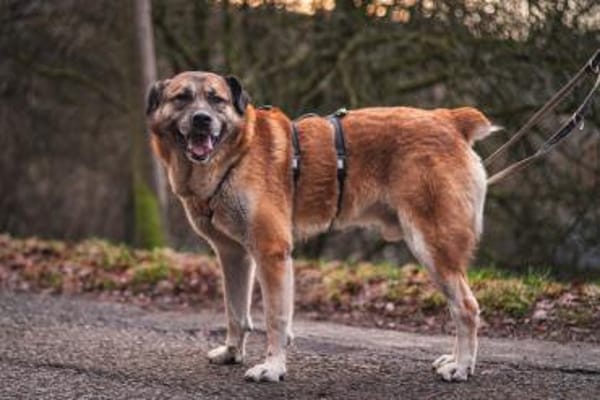 Sammi: Mischung aus Stärke und Sanftheit