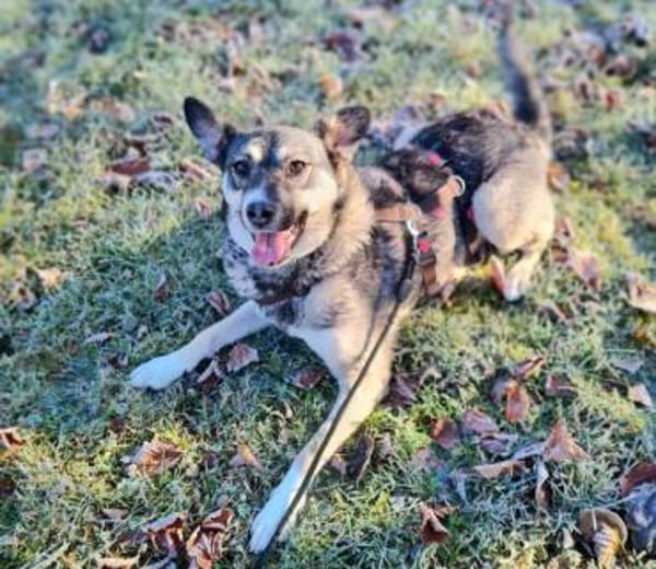 EDDA -offen, verschmust & freundlich-