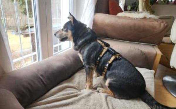 Liebevolle Hündin Humla