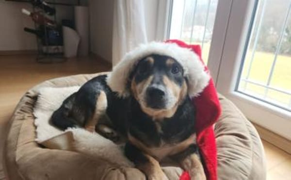 Liebevolle Hündin Humla