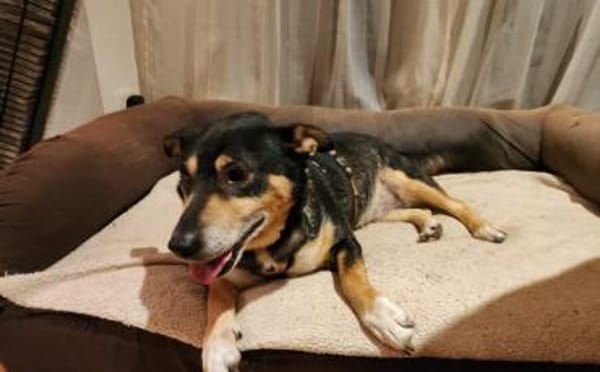 Liebevolle Hündin Humla