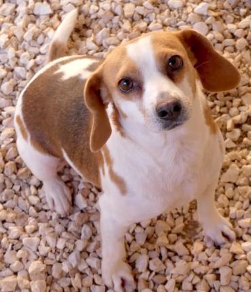 Bethany 3 -liebt Menschen u. Hunde-