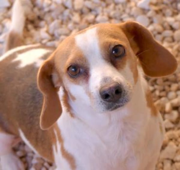 Bethany 3 -liebt Menschen u. Hunde-