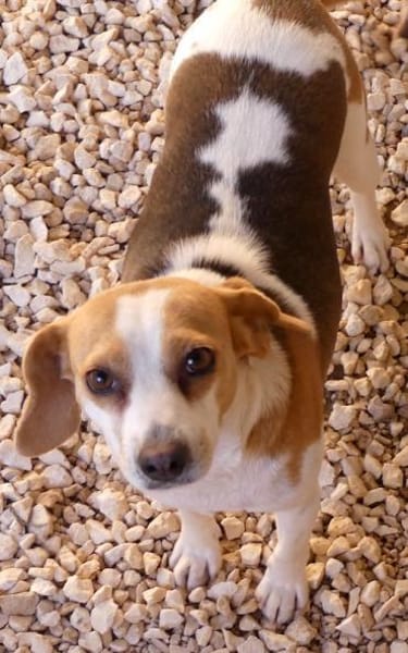 Bethany 3 -liebt Menschen u. Hunde-