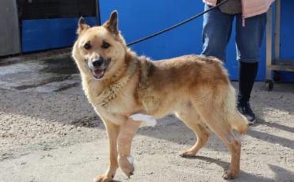 Flauschiger Teddy mit freundlicher Seele