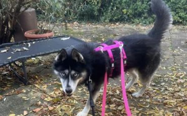 Mayas blaue Augen suchen dich!