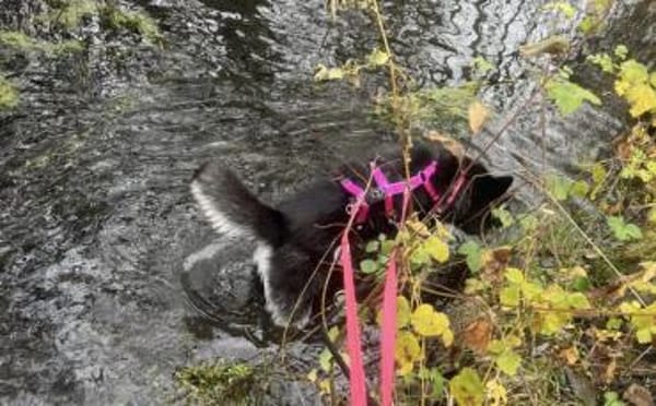 Mayas blaue Augen suchen dich!