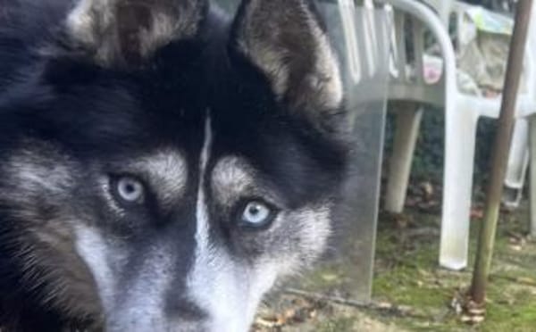 Mayas blaue Augen suchen dich!