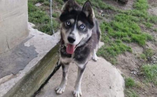 Mayas blaue Augen suchen dich!