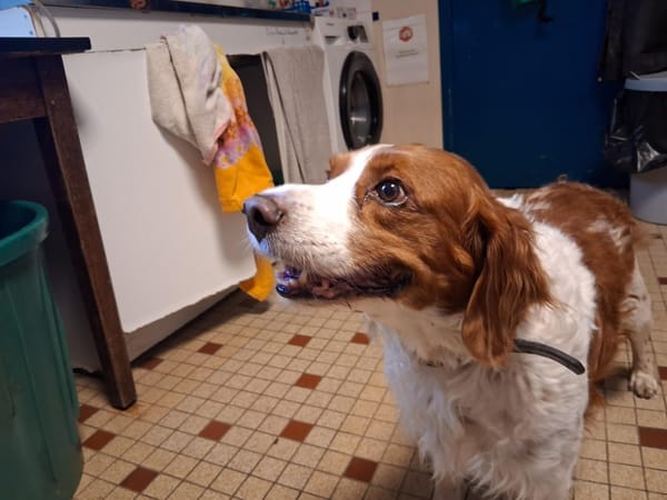 Kovu (ex-Comme vous)