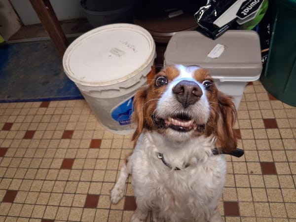 Kovu (ex-Comme vous)