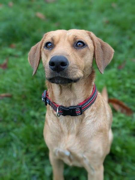 Dixy la joyeuse et dynamique louloute