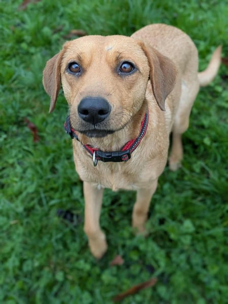 Dixy la joyeuse et dynamique louloute