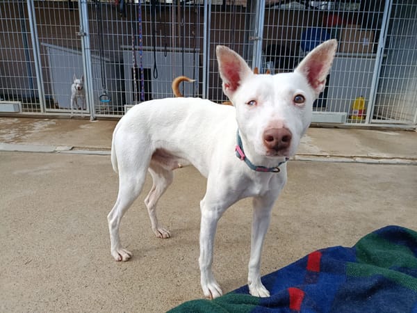 ELIOTT (union animal)