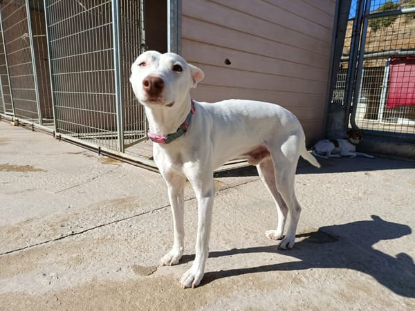 ELIOTT (union animal)