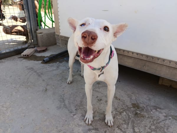 ELIOTT (union animal)