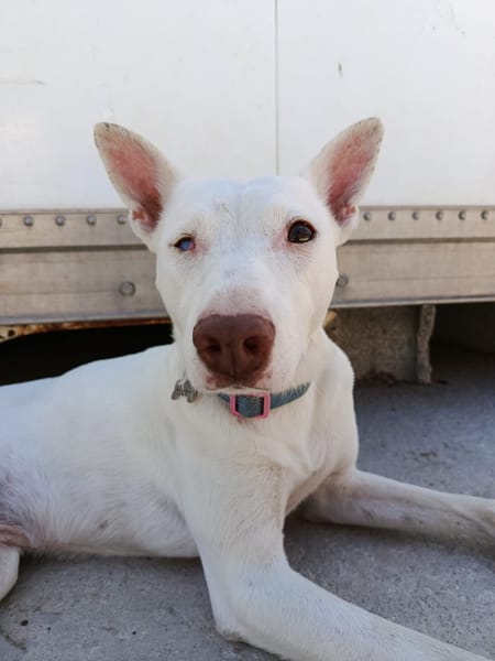 ELIOTT (union animal)