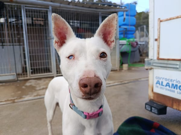 ELIOTT (union animal)