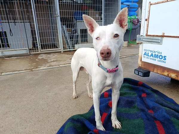 ELIOTT (union animal)