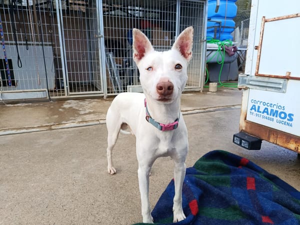 ELIOTT (union animal)