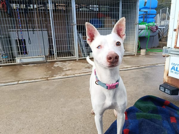 ELIOTT (union animal)