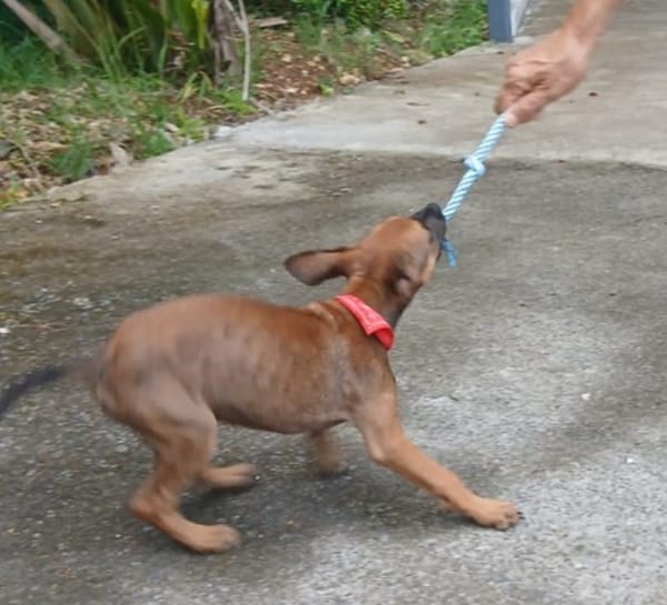 TANINA la malicieuse