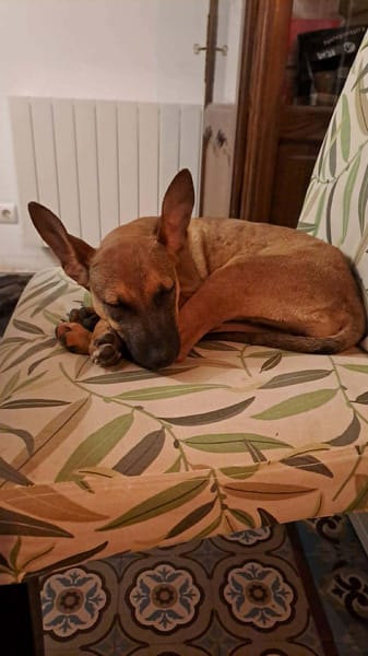 TANINA la malicieuse