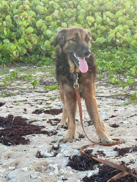 Bobby, l'adorable x berger