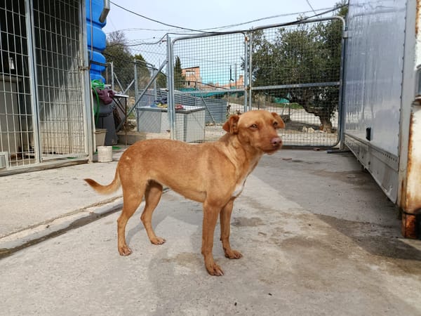 FLORA (union animal)