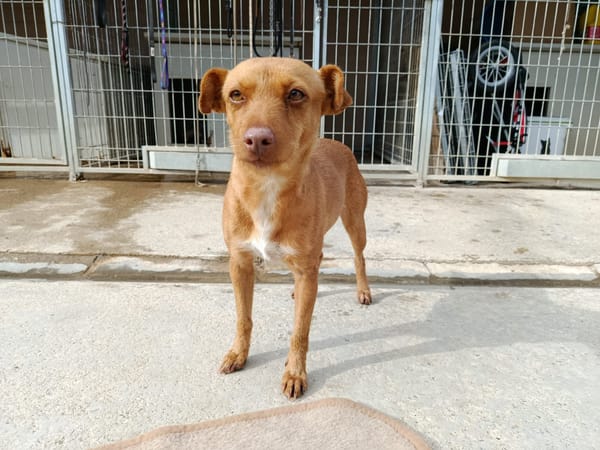 FLORA (union animal)