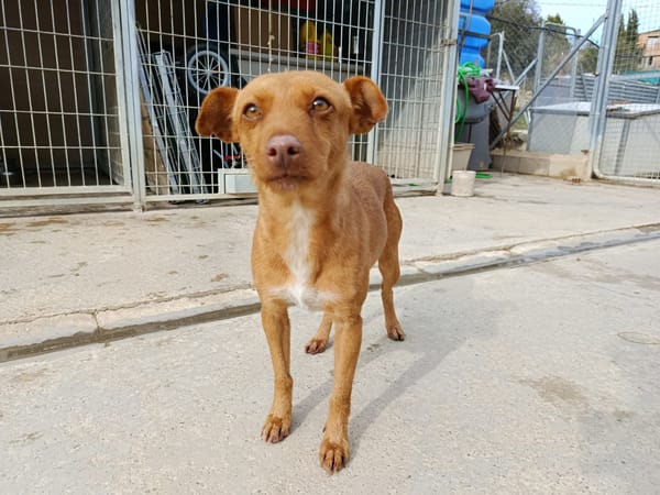 FLORA (union animal)