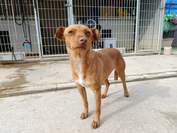 FLORA (union animal)