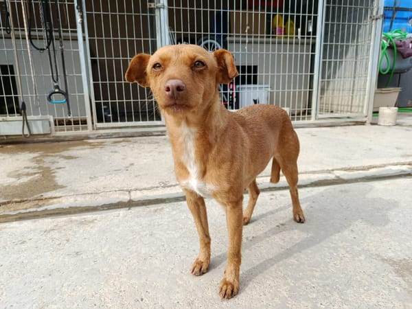 FLORA (union animal)