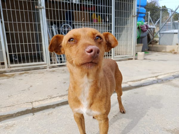 FLORA (union animal)